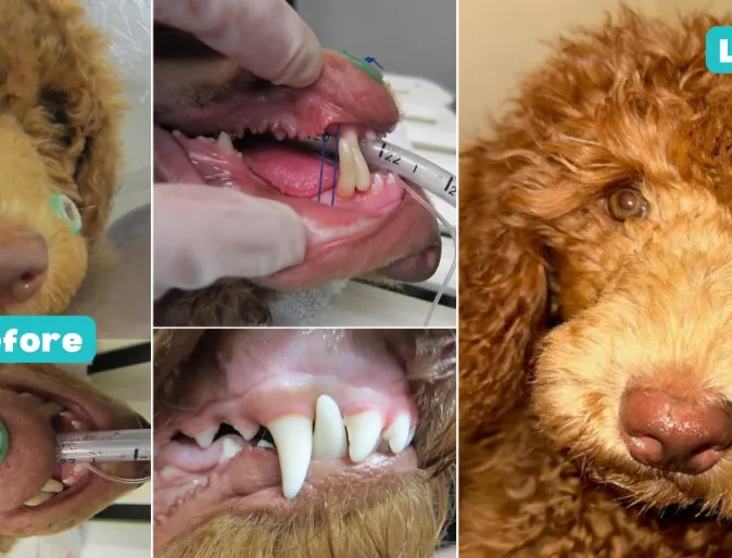 Lola, a golden colored dog and images of teeth.